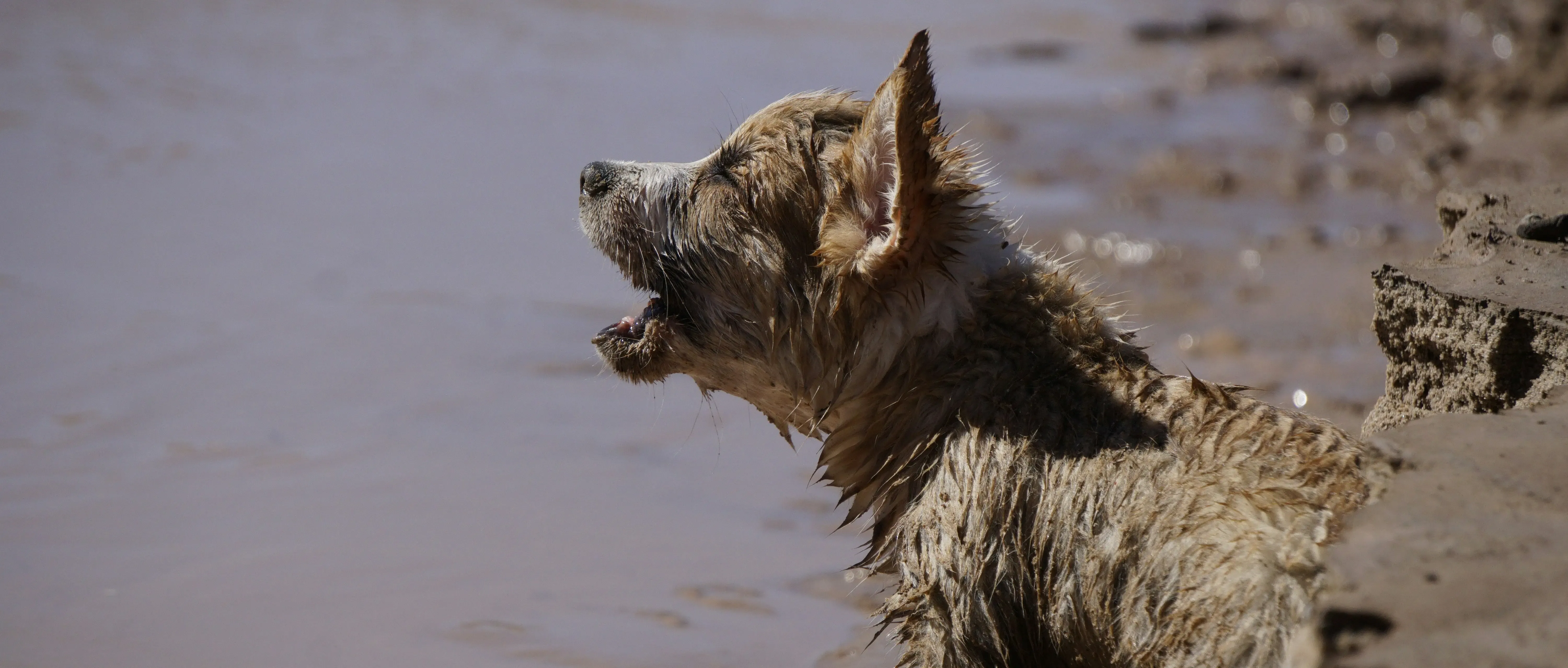 Hund betroffen von der DANA-Tragödie in Valencia